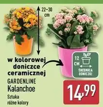 ALDI Kalanchoe w doniczce 12 cm Gardenline oferta