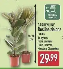 ALDI Chamedora 17 cm Gardenline oferta