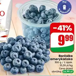 Dino Borówka amerykańska oferta