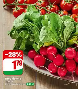 Dino Rzodkiewka oferta