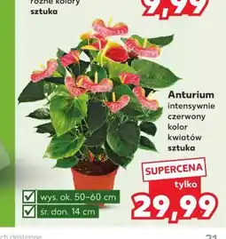 Kaufland Anthurium intensywnie czerwony kolor kwiatów oferta