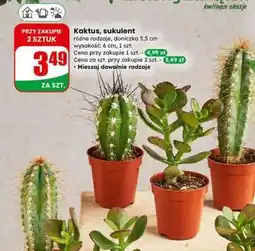 Dino Kaktus, sukulent oferta