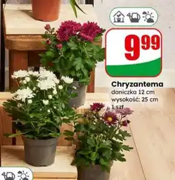 Dino Chryzantema oferta