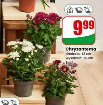 Dino Chryzantema oferta