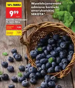 Biedronka Borówka amerykańska XL, opak. 150 g oferta