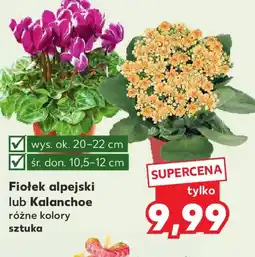 Kaufland Fiołek alpejski lub Kalanchoe oferta