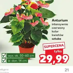 Kaufland Anturium oferta