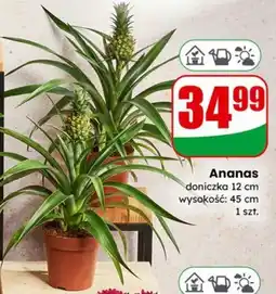 Dino Ananas oferta
