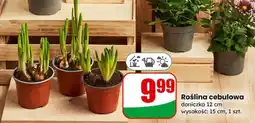 Dino Roślina cebulowa oferta