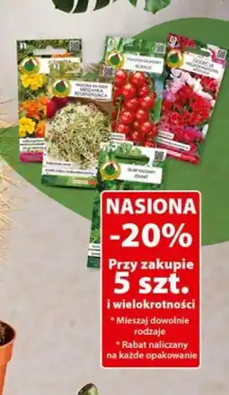 Dino Nasiona (różne rodzaje) oferta