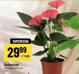 Polomarket Anthurium oferta