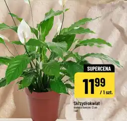 Polomarket Skrzydłokwiat oferta