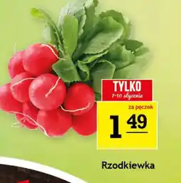 Gram Market Rzodkiewka oferta
