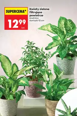 Biedronka Kwiaty zielone oferta