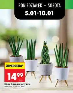 Biedronka Easy Care zielony mix oferta