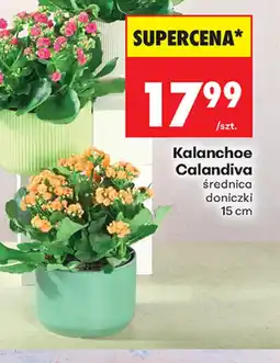Biedronka Kalanchoe Calandiva oferta