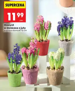Biedronka Hiacynt w doniczce z juty oferta