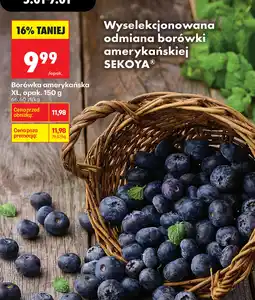 Biedronka SEKOYA Borówka amerykańska oferta