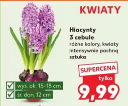 Kaufland Hiacynty 3 cebule oferta