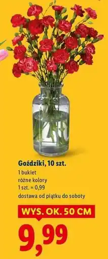 Lidl Goździki oferta