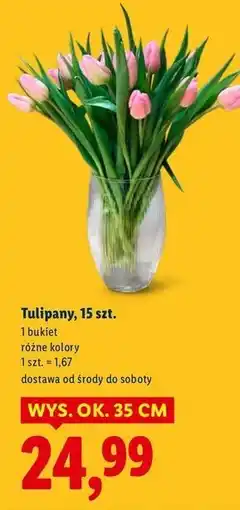 Lidl Tulipany oferta