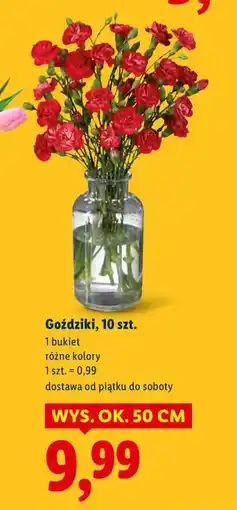 Lidl Goździki, 10 szt oferta