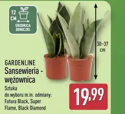 ALDI Roślina doniczkowa Gardenline oferta