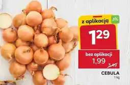 Stokrotka Cebula oferta