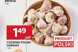 Stokrotka Czosnek polski Harnaś oferta