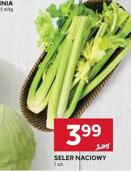 Stokrotka Seler naciowy oferta