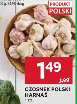 Stokrotka Czosnek polski harnaś oferta
