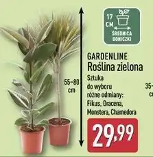 ALDI GARDENLINE Roślina zielona oferta
