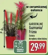 ALDI GARDENLINE Guzmania/Frizea w ceramicznej osłonce oferta