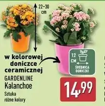 ALDI GARDENLINE Kalanchoe w kolorowej doniczce ceramicznej oferta