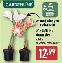 ALDI GARDENLINE Amarylis w ozdobnym rękawie oferta