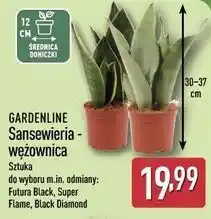 ALDI GARDENLINE Sansewieria - wężownica oferta