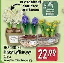 ALDI GARDENLINE Hiacynt/Narcyz w ozdobnej doniczce lub koszu oferta