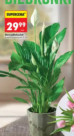 Biedronka Skrzydłokwiat oferta