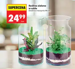 Biedronka Roślina zielona w szkle oferta