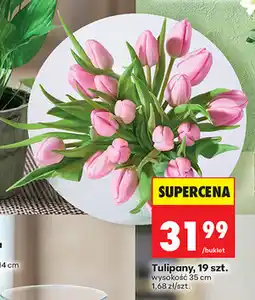 Biedronka Tulipany, 19 szt oferta