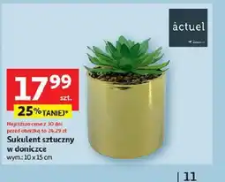 Auchan Actuel Sukulent sztuczny oferta