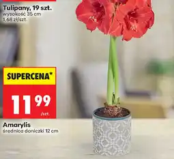 Biedronka Amarylis Tulipany oferta