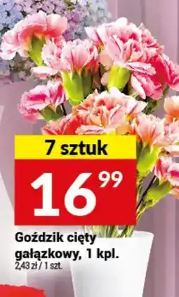 Twój Market Goździk cięty gałązkowy, 1 kpl. oferta