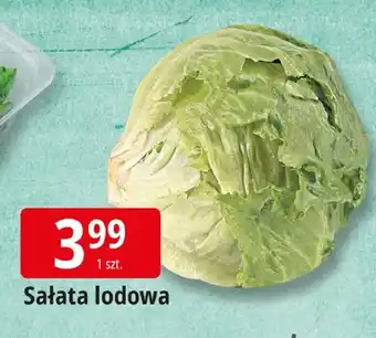 Sałata lodowa