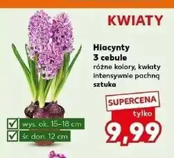 Kaufland Hiacynty 3 cebule różne kolory oferta