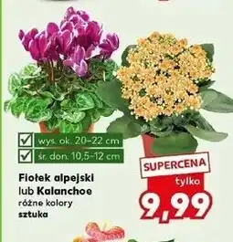 Kaufland Fiołek alpejski lub Kalanchoe różne kolory sztuka oferta