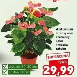 Kaufland Anturium intensywnie czerwony kolor kwiatów sztuka oferta