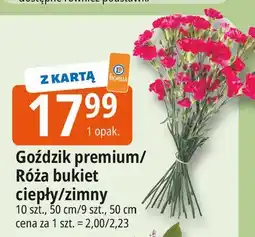 E.Leclerc Róże 50 cm oferta