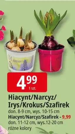 E.Leclerc Szafirek 12 cm oferta