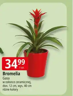 E.Leclerc Bromelia 40/45 cm Gasa oferta